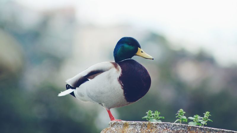 mallard, duck, bird, 4k