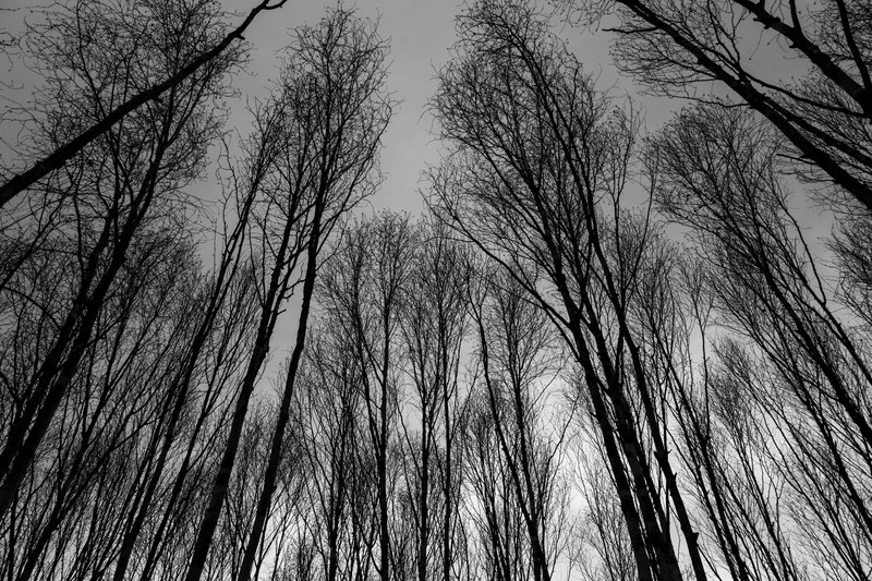 looming winter trees 4k