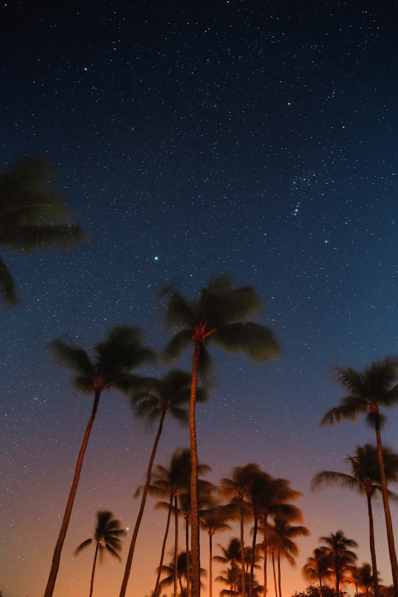 stars milky way tree and palm tree hd, 4k