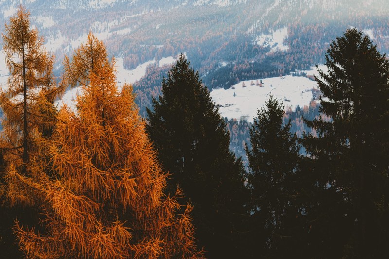 tree woodland forest and landscape 4k