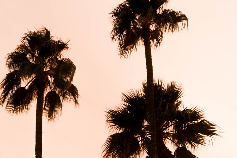 palm tree tree palm and sunset 4k