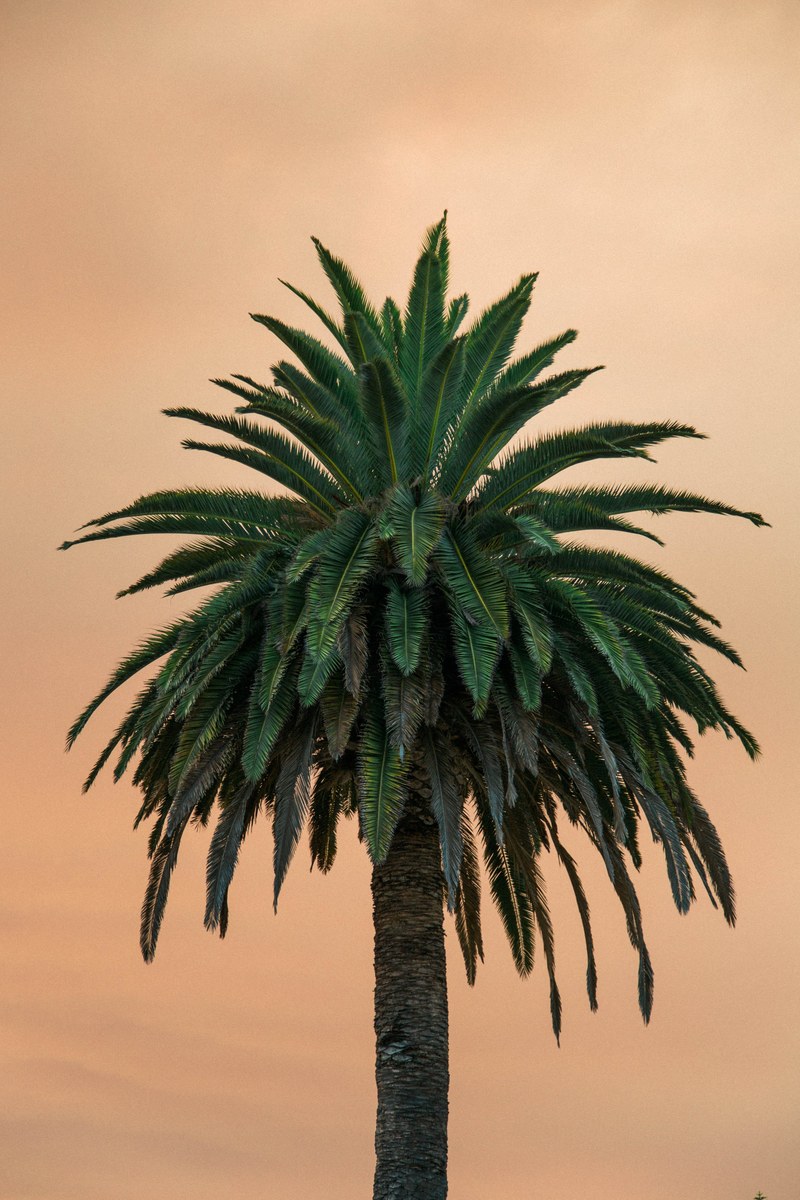 a green tree with a tan brown background, _focused shot of tree 4k