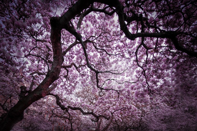 magnolien alarm 4k