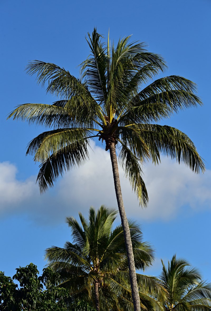 coconut palms 4k