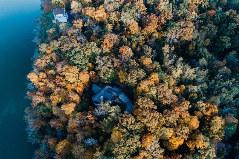 aerial view tree woodland and forest 4k