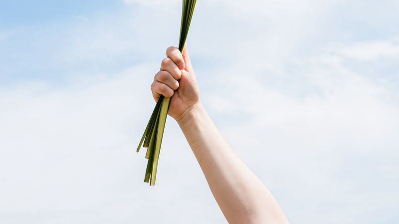 leaves, hand, sky, grass, 4k
