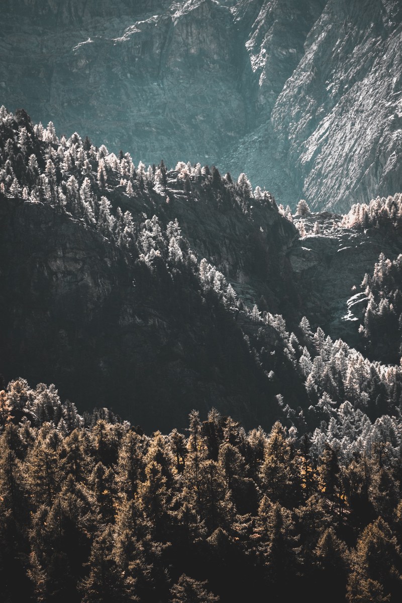 mountain tree forest and woodland hd, 4k