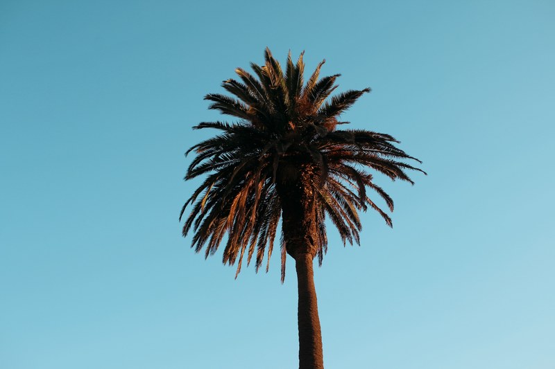 palm palm tree tropical and golden hour 4k