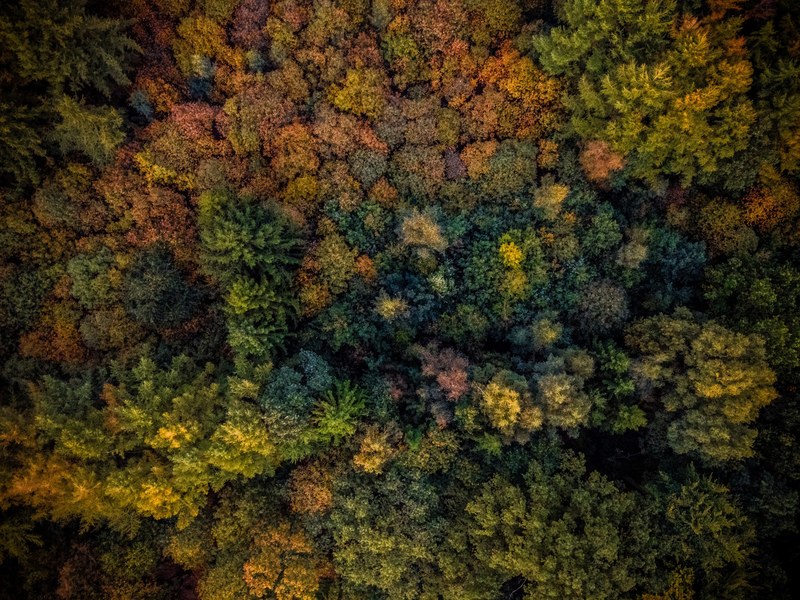 tree aerial view forest and woodland 4k