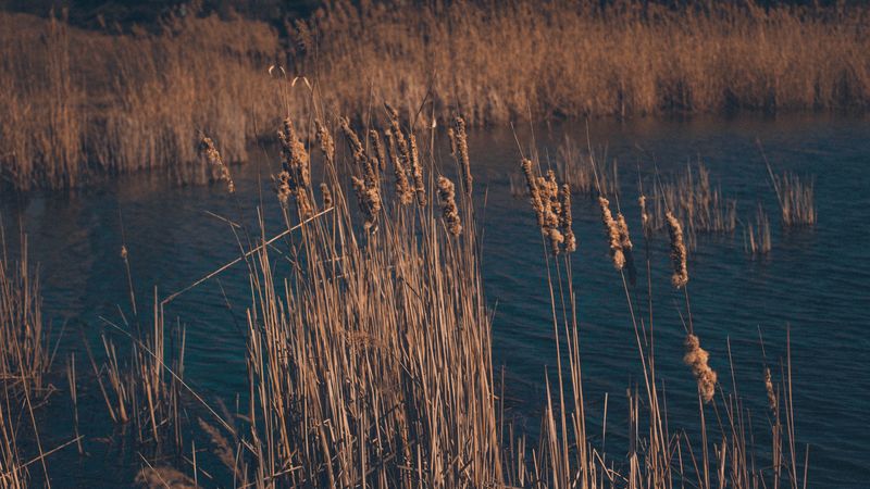 reeds, dry, swamp, grass, 4k
