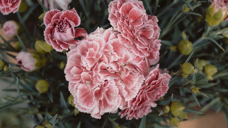 carnations, flowers, pink, 4k