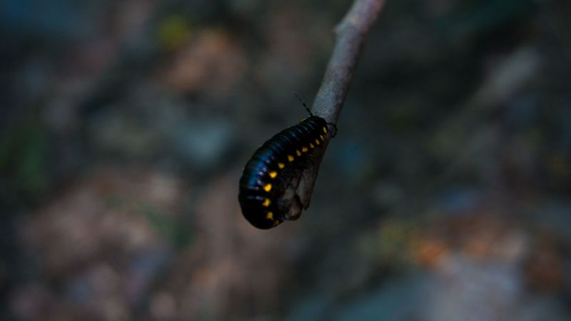 caterpillar, insect, color, blur, 4k