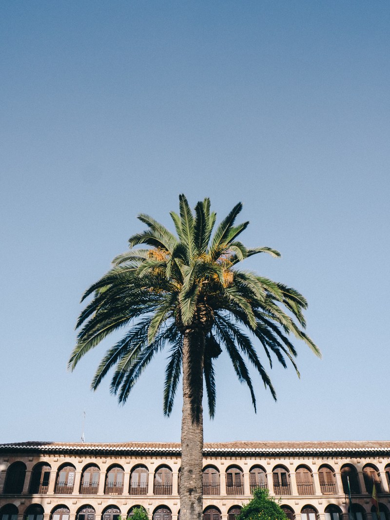 palm tree palm tree and building hd, 4k