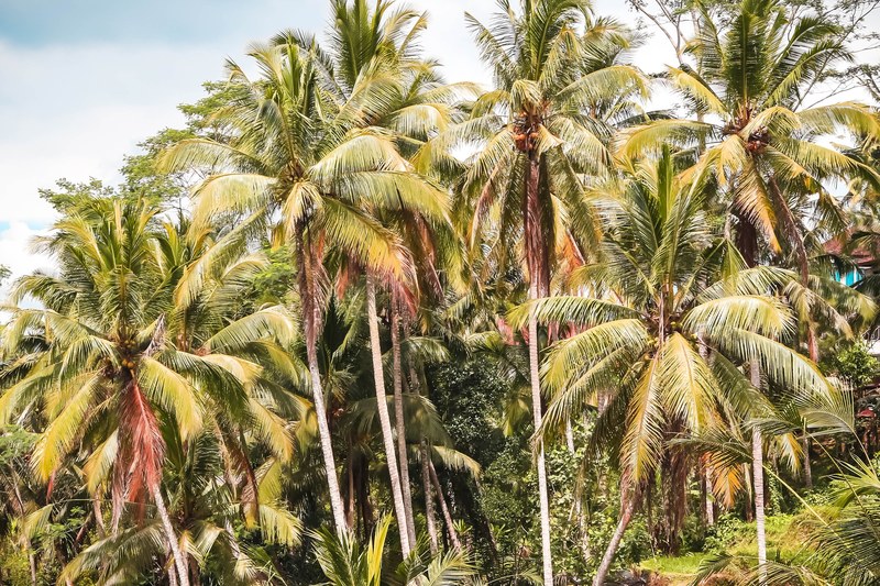 ubud forest 4k