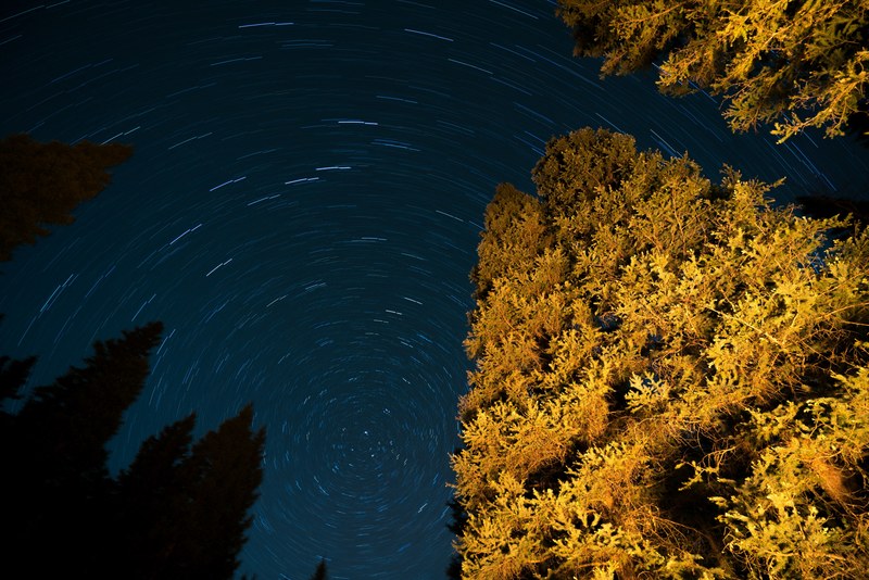 star lapse tree night sky and night 4k