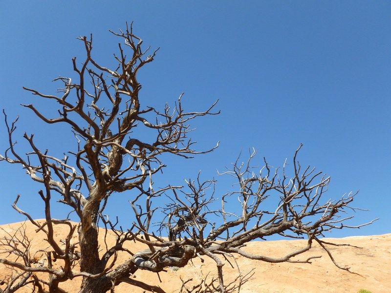 bare and gnarled tree branches against a sand dune and a blue sky, gnarled tree in the desert 4k