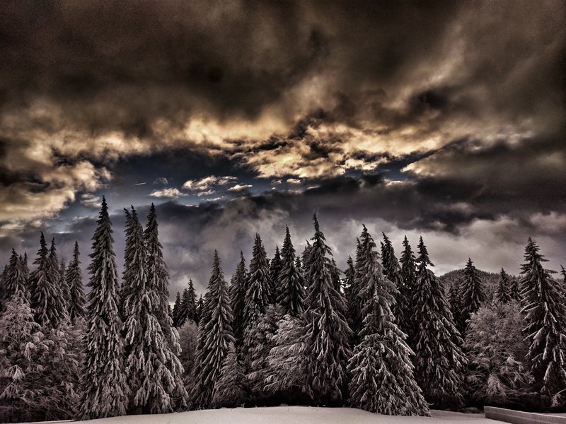 a stretch of snow covered evergreen trees on a cloudy day in predeal, snow on needles 4k
