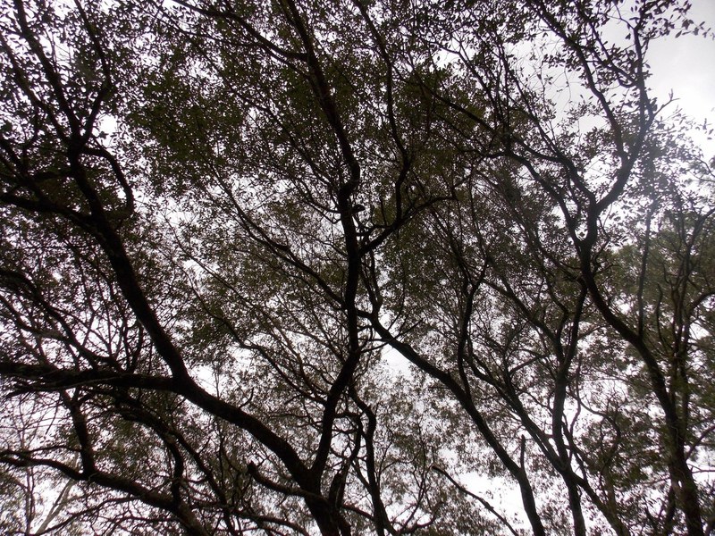 wood outdoor plant and branch 4k