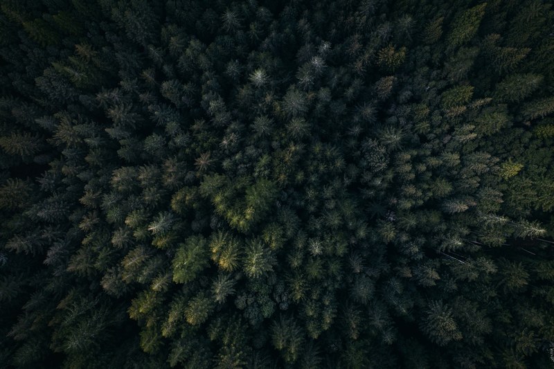 a drone shot of a coniferous forest near redwood city, fractals 4k