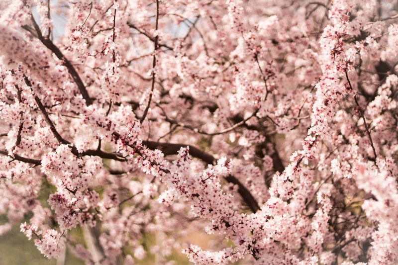 pink branch on tree with thick blossom in spring, thick pink blossom tree 4k