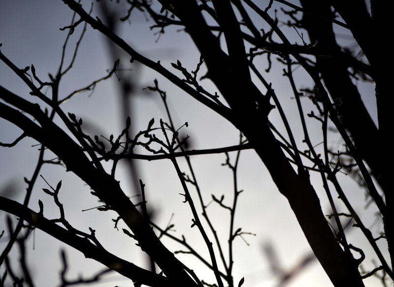 silhouettes of buds on tree branches, tree silhouettes 4k