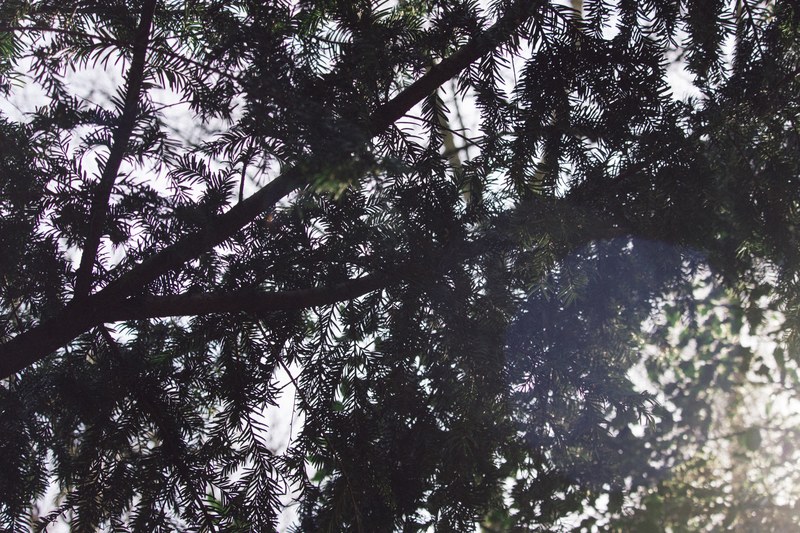tree branch foliage and fir 4k