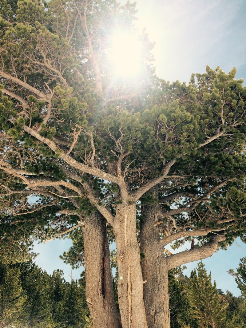 sun ray sun and tree hd, 4k