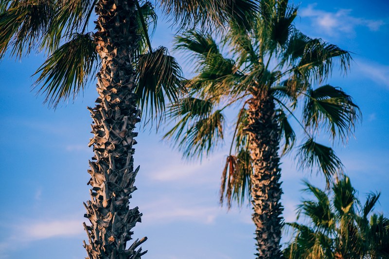 palm tree trunks and fronds in front of a cloudy blue sky in valencia, sunset palms 4k
