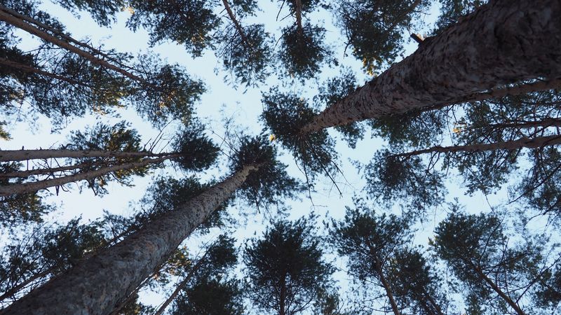 trees, bottom view, trunks, branches, 4k