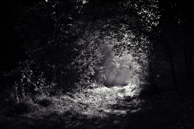 sunrays breaking through the trees and falling on the grassy forest floor, sunlit forest in monochrome 4k