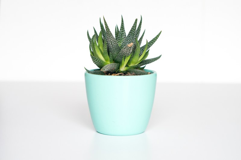 minimal pot potted plant and succulent 4k