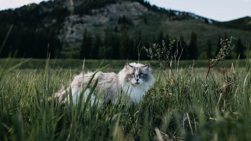 cat, furry, walk, grass, 4k
