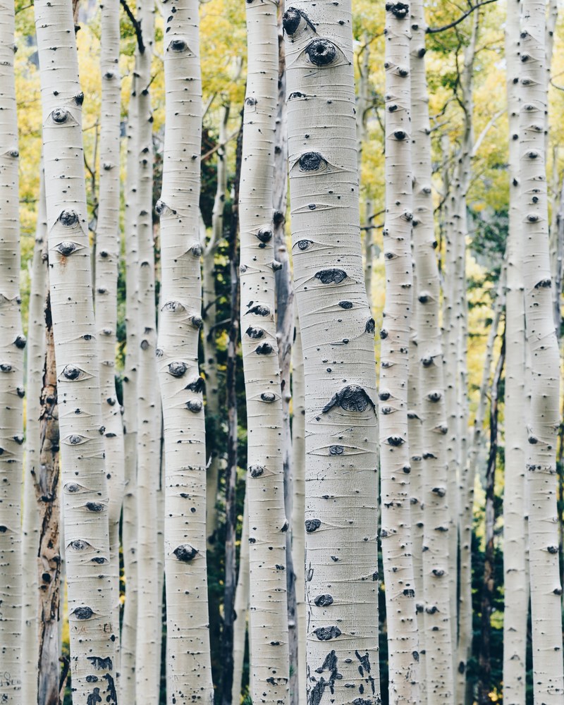 aspen tree in flagstaff 4k