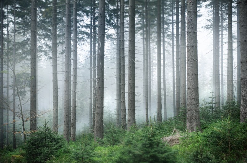 karkonosze forrest 4k