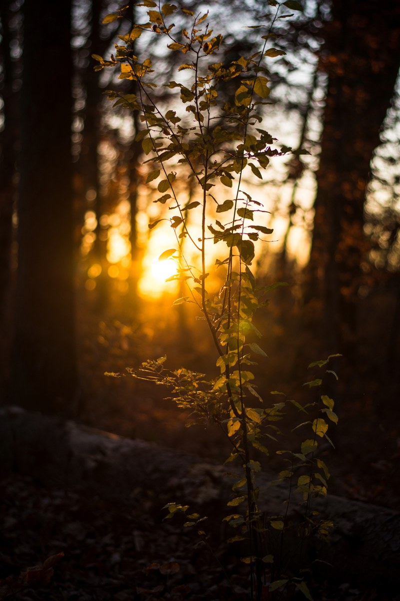orange setting sun behind a forest in wolfschlugen, feel the warmth 4k