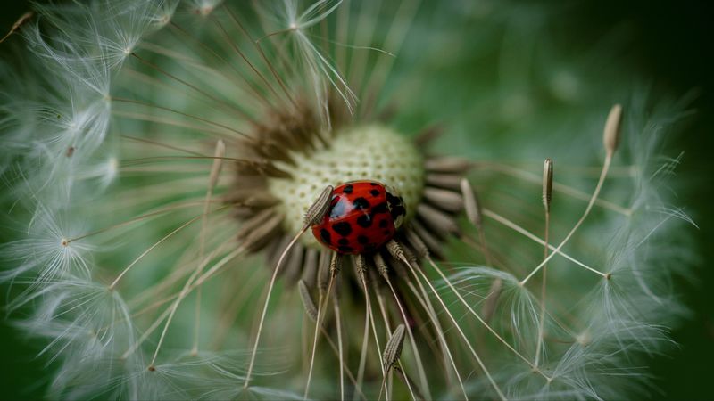 ladybug, insect, dandelion, 4k