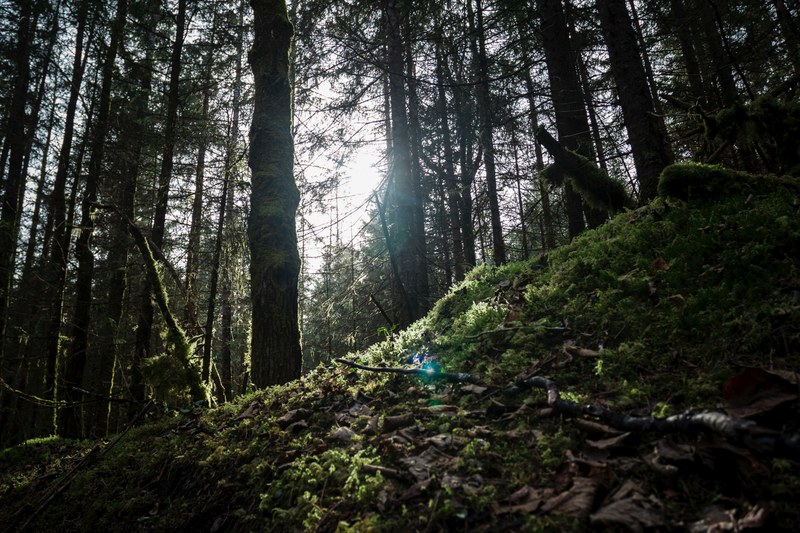 tree moss forest and wood 4k