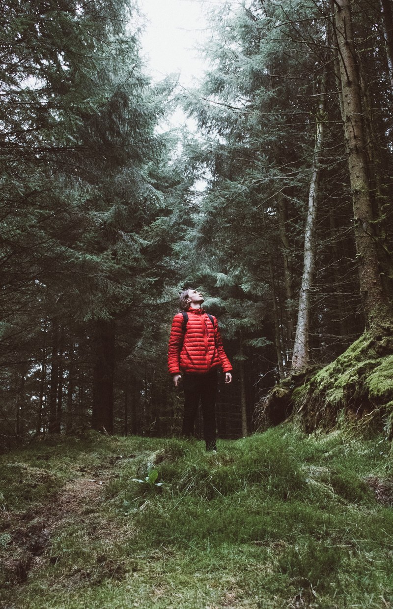 looking up forest wilderness and man hd, 4k