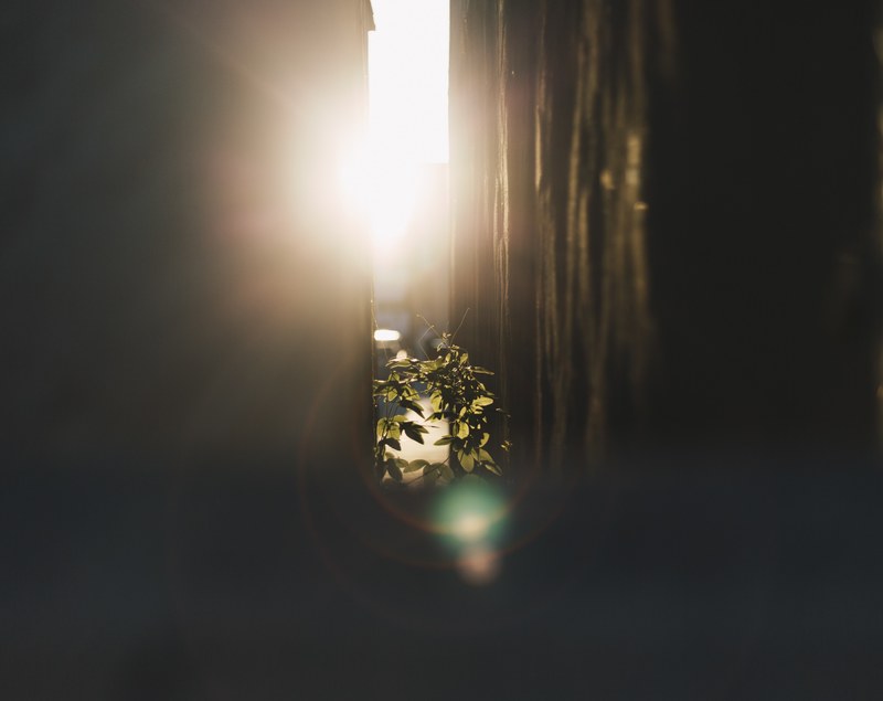 a sun flare in an alley with plants in los angeles, sprout up 4k