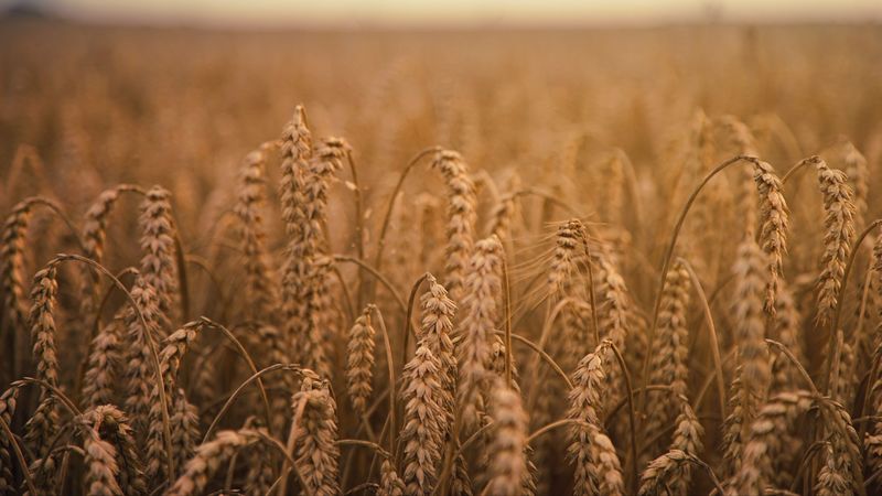 ears of corn, field, ripe, 4k