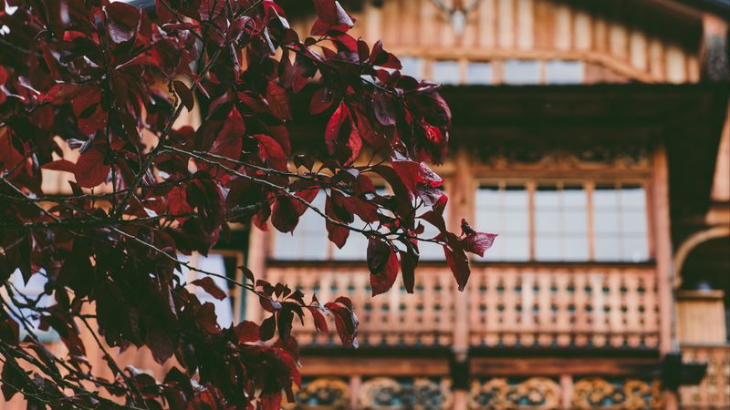 tree, house, leaves, 4k