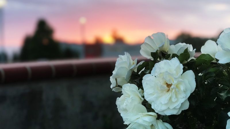 wild rose, bush, white, 4k