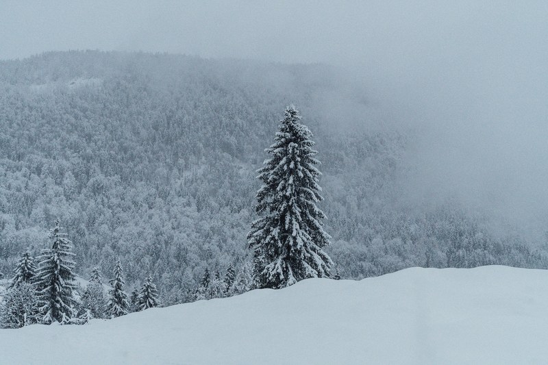 tree forest tree snow and white 4k