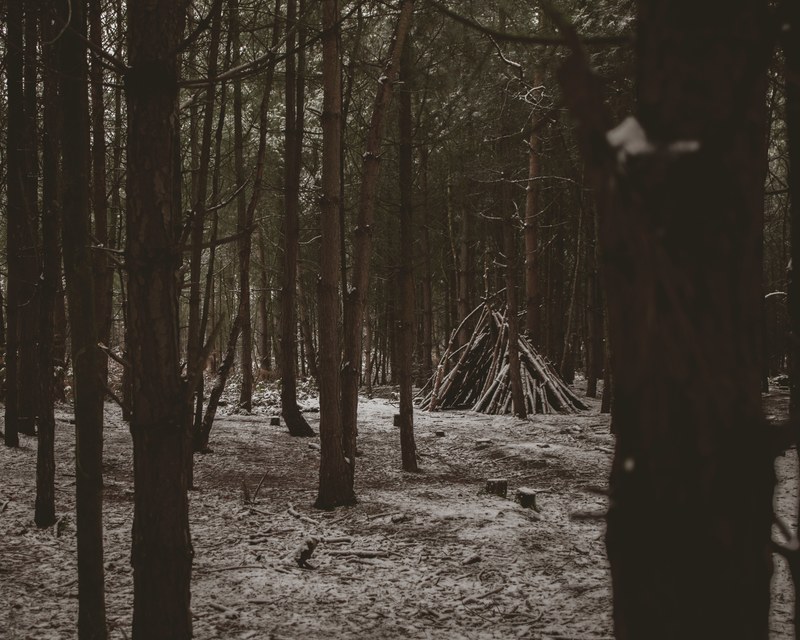 tree woodland forest and snow 4k