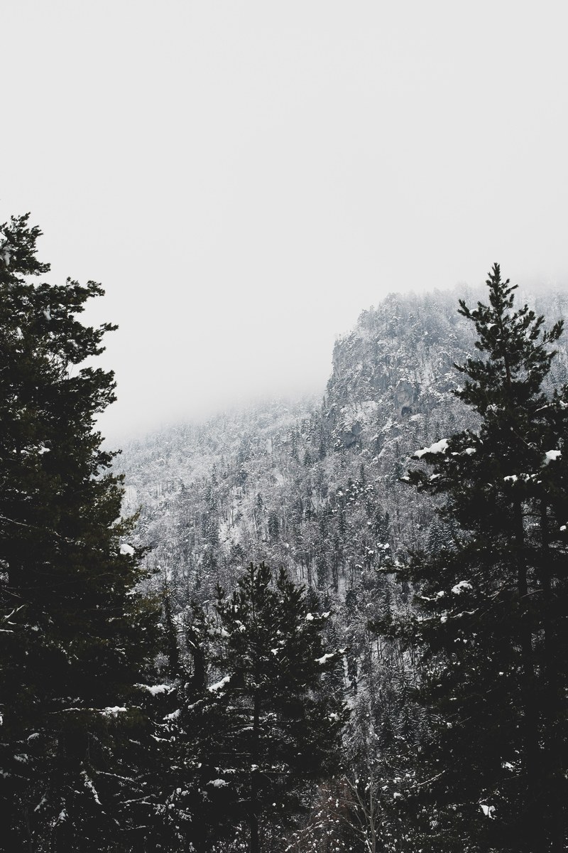 mountain snow snowing and tree hd, 4k