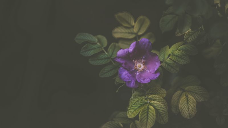 flower, bush, violet, 4k