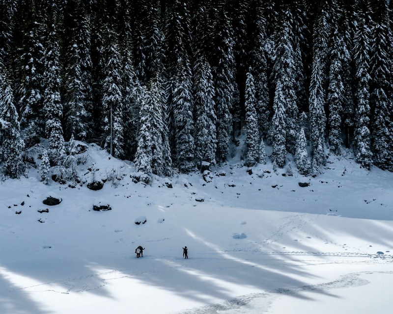 mountain snow tree and woodland 4k