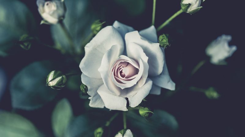rose, flower, bud, white, 4k