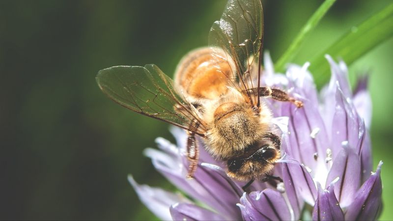 bee, pollination, flower, 4k