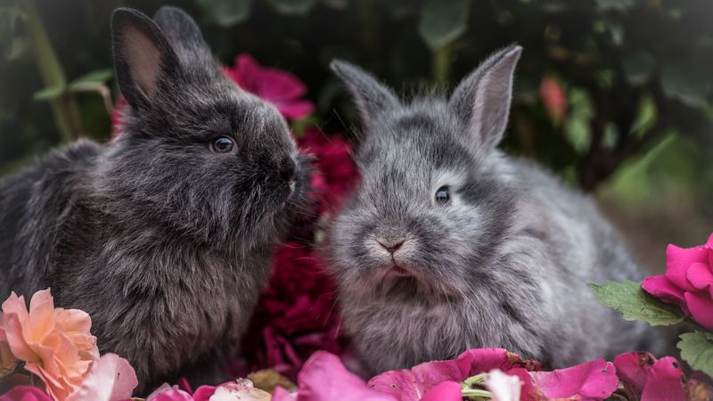 rabbit, rabbits, fluffy, gray, flowers, 4k